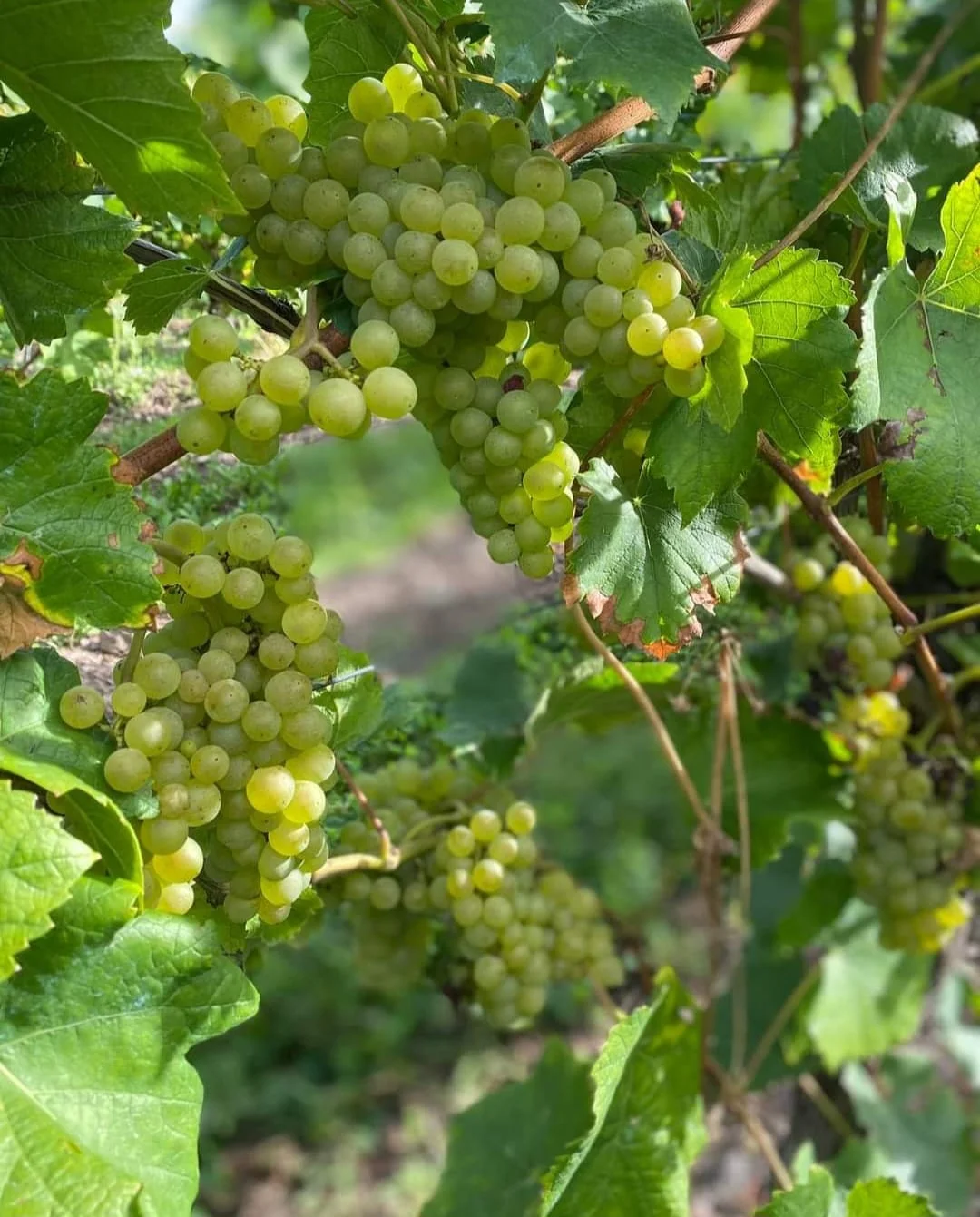 Gästehaus Barbara - Riesling, Traubenhof